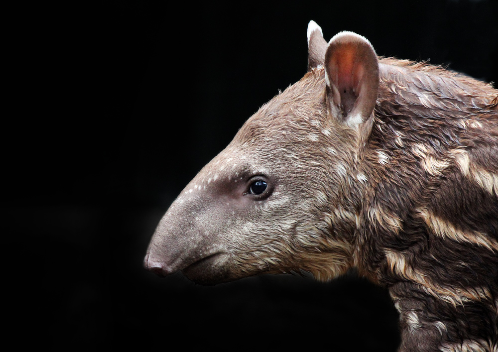 Tapirnachwuchs