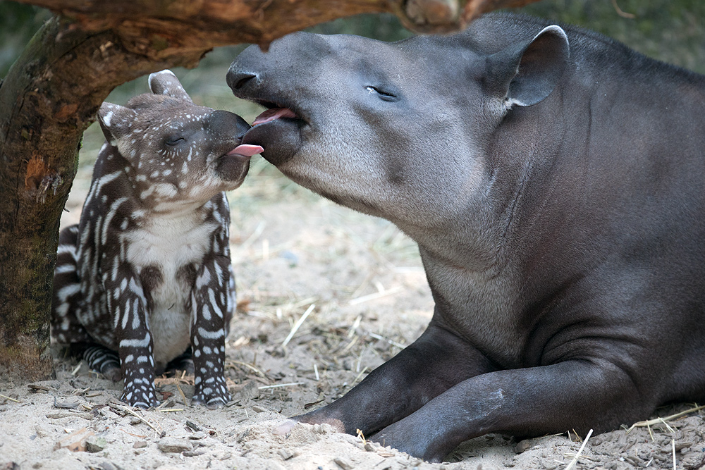 Tapirnachwuchs