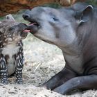 Tapirnachwuchs