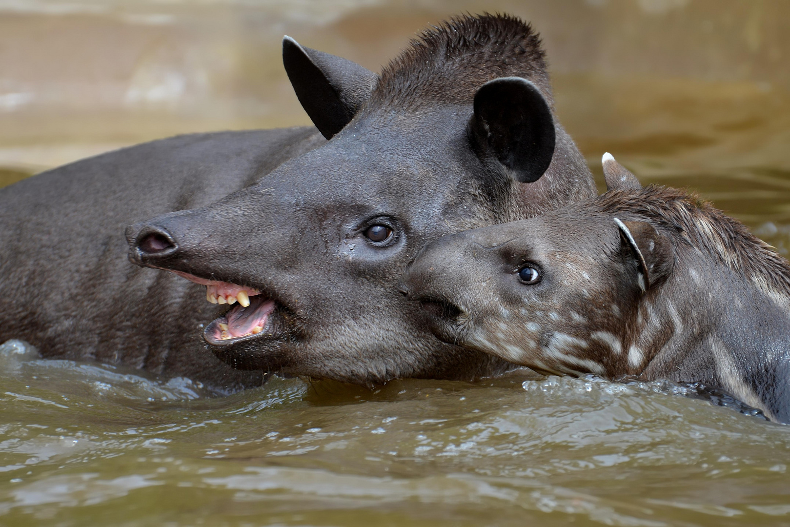 Tapirs