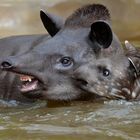 Tapirs