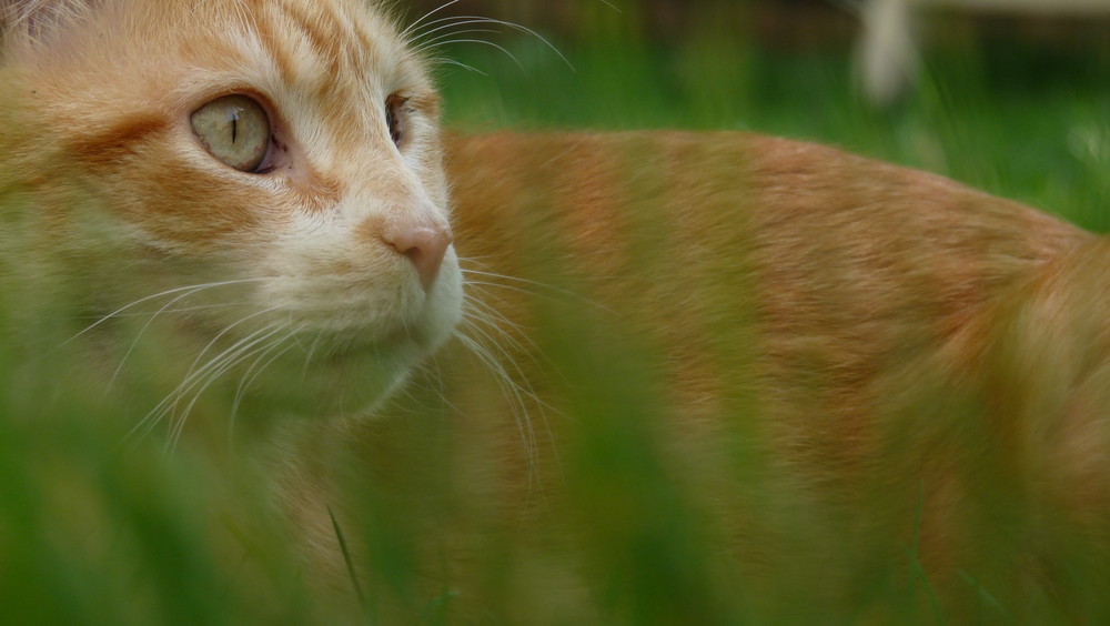 tapis dans l'herbe !