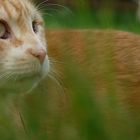 tapis dans l'herbe !