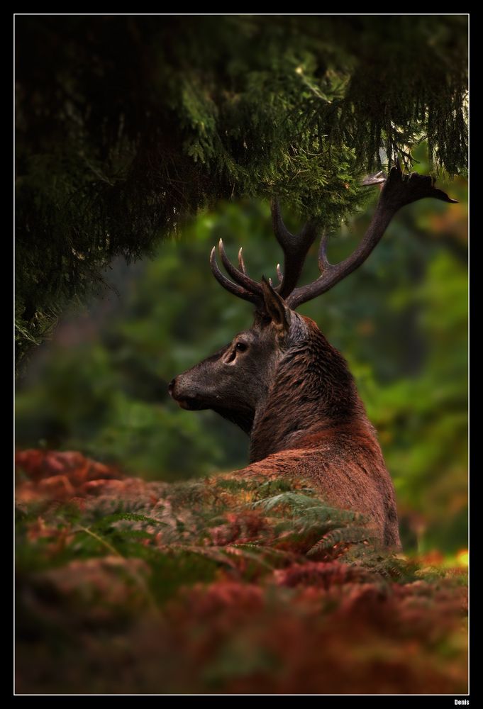 ...Tapis dans l'ombre...