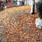 Tapis d'automne