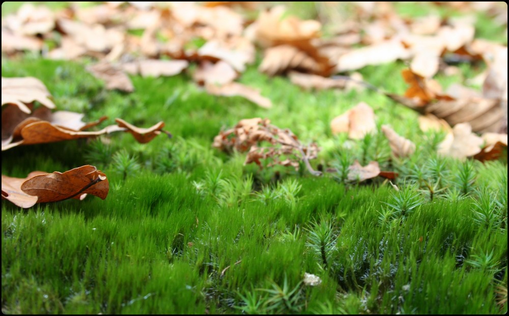 Tapis d'automne.