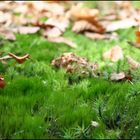 Tapis d'automne.