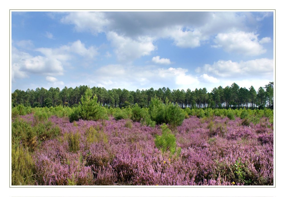 tapis de bruyère