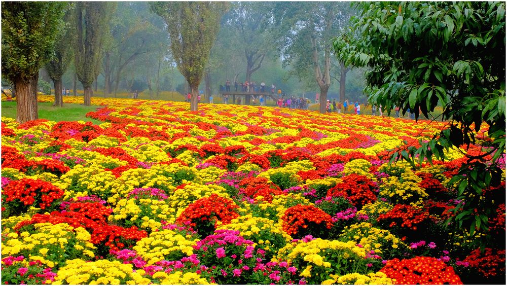 Tapis de chrysanthèmes...