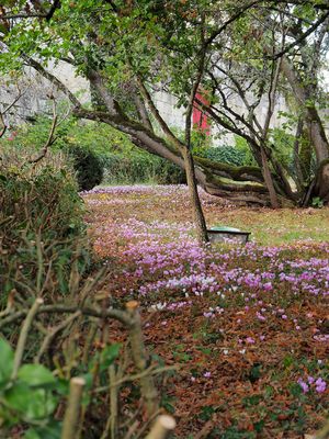 Tapis de crocus au Château de Monluc