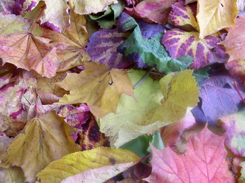 Tapis de Feuilles