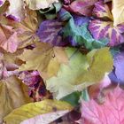 Tapis de Feuilles