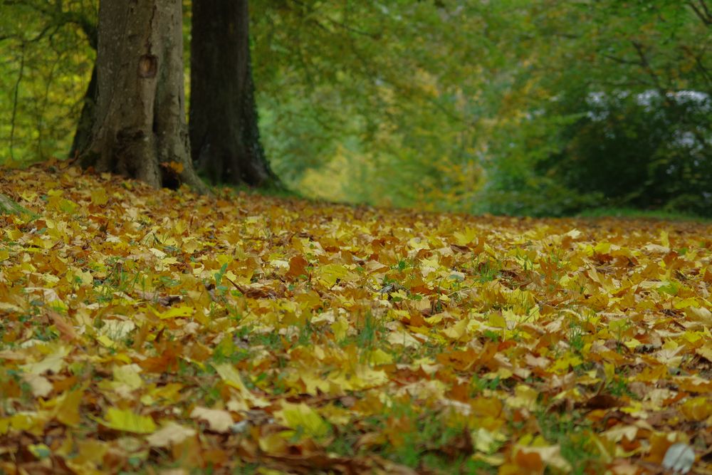 Tapis de feuilles