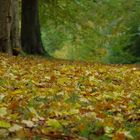 Tapis de feuilles