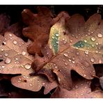 Tapis de feuilles