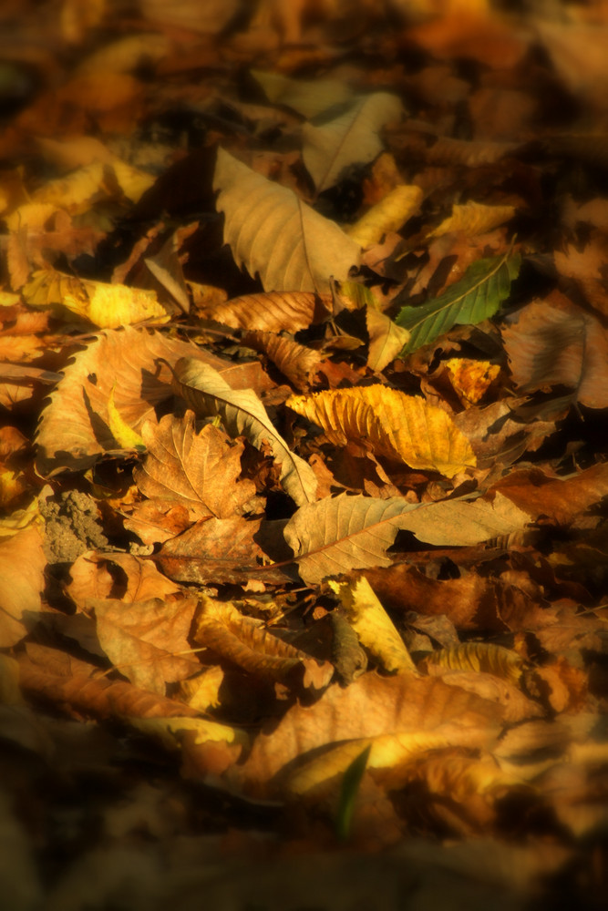 tapis de feuilles