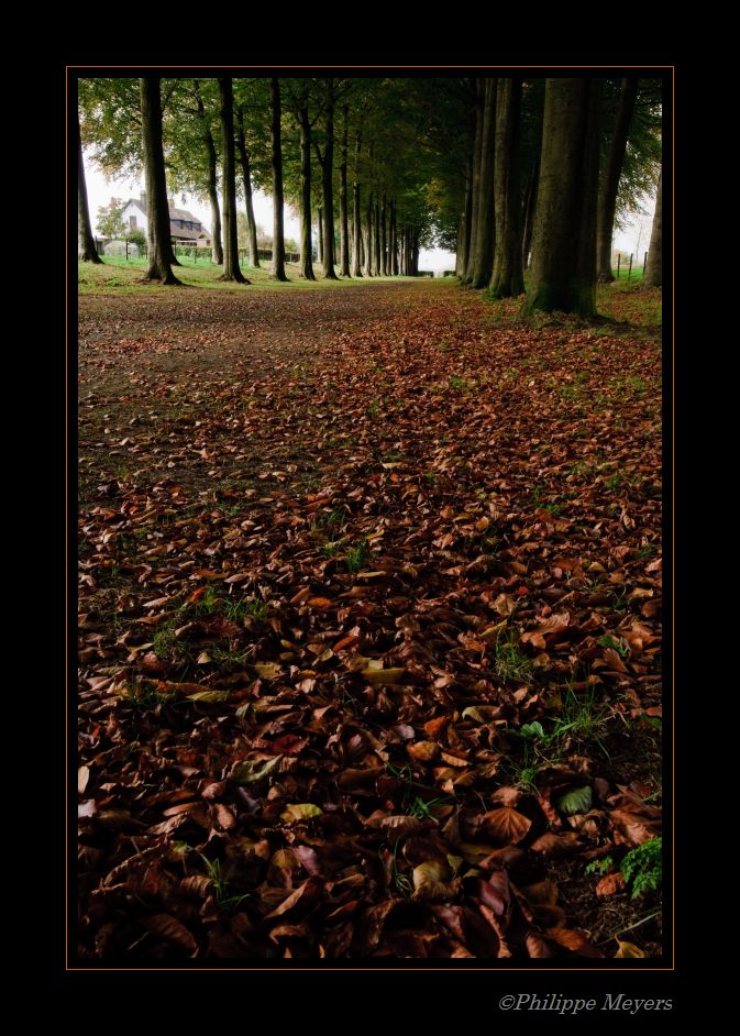 tapis de feuilles