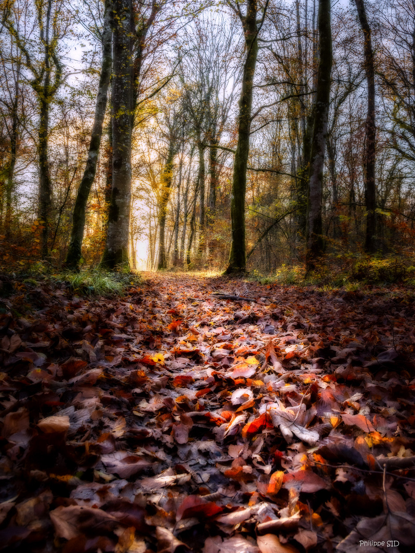 Tapis de feuilles mortes