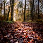 Tapis de feuilles mortes