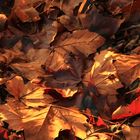 tapis de feuilles mortes