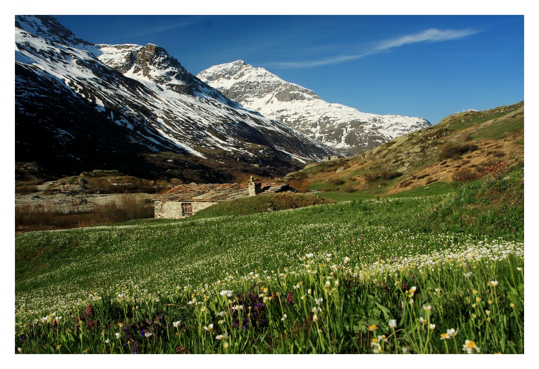 Tapis de fleurs