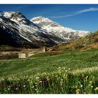 Tapis de fleurs