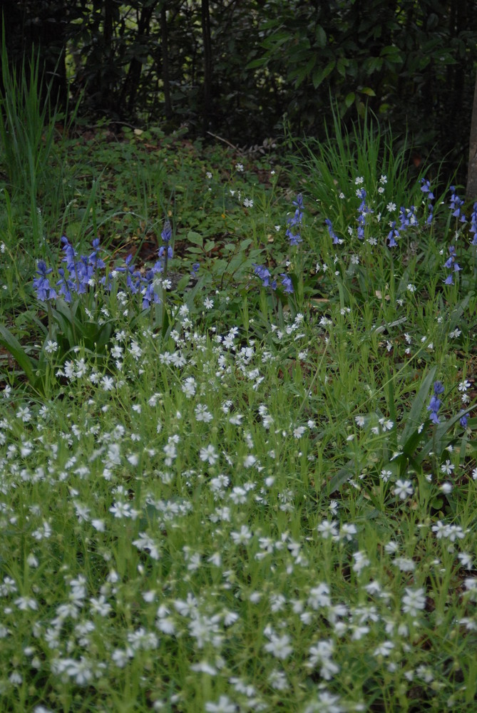 tapis de fleurs