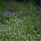 tapis de fleurs