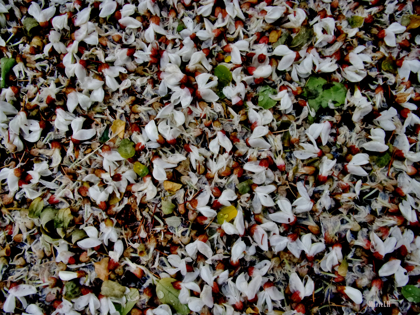 Tapis de fleurs d'acacia