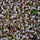 Tapis de fleurs d'acacia