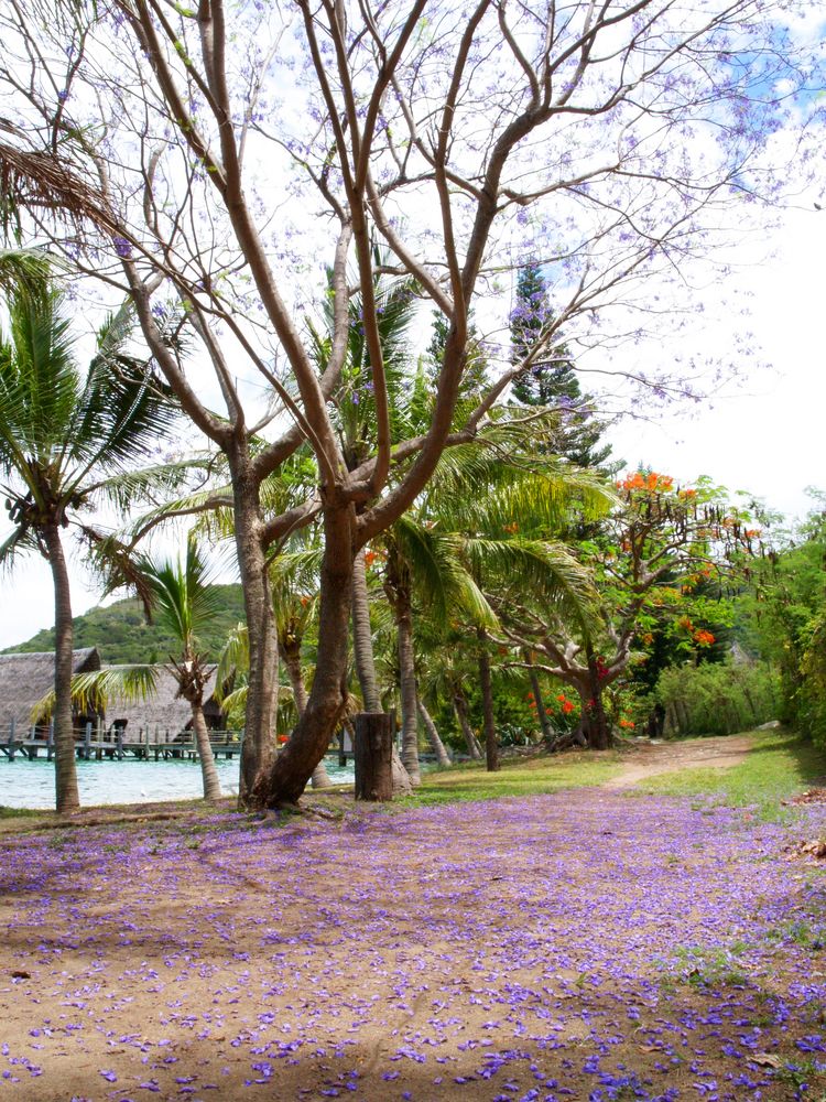 Tapis de fleurs de jacaranda