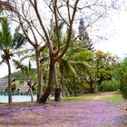 Tapis de fleurs de jacaranda