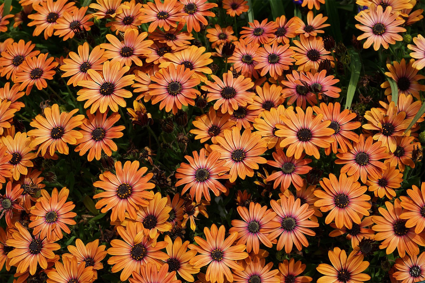 Tapis de marguerites du Cap 