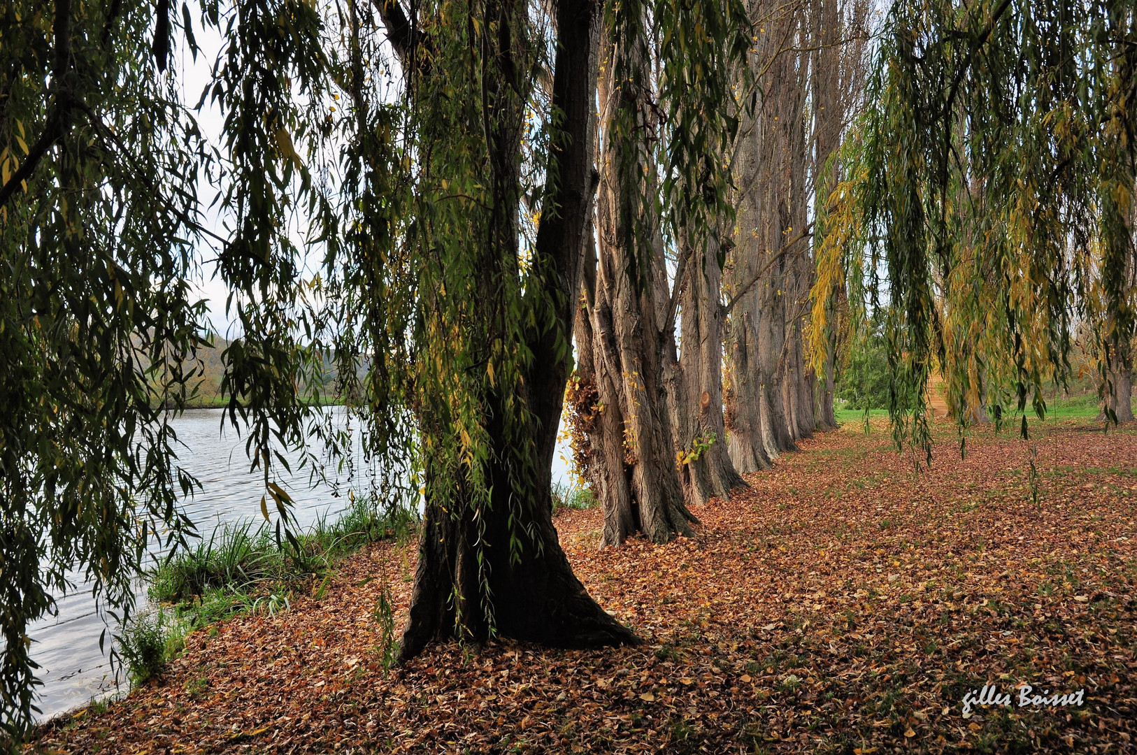 Tapis de saule