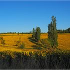 Tapis doré tout près de chez moi