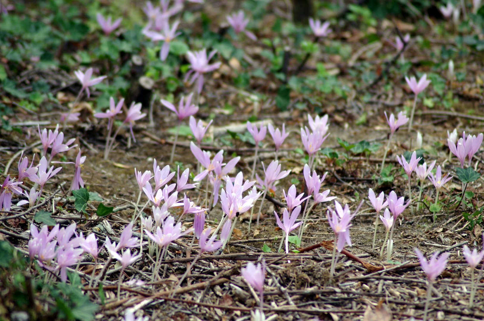 Tapis mauve ....