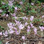 Tapis mauve ....