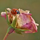 Tapis "ROSE" pour dame coccinelle