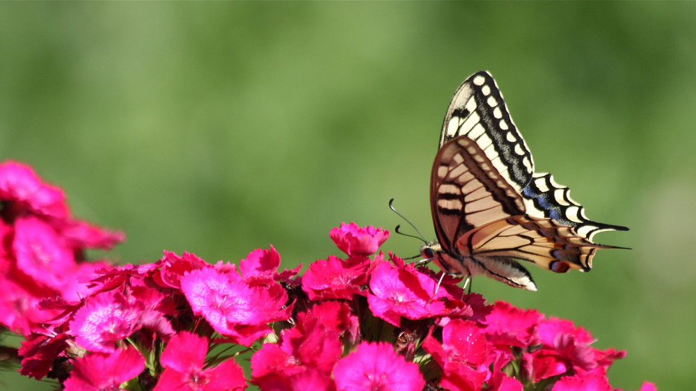 tapis rouge déroulé pour ce machaon