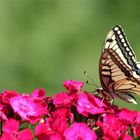 tapis rouge déroulé pour ce machaon