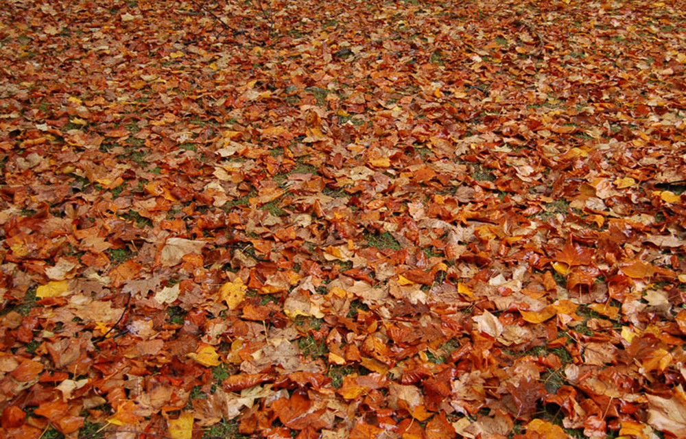 tapis rouge