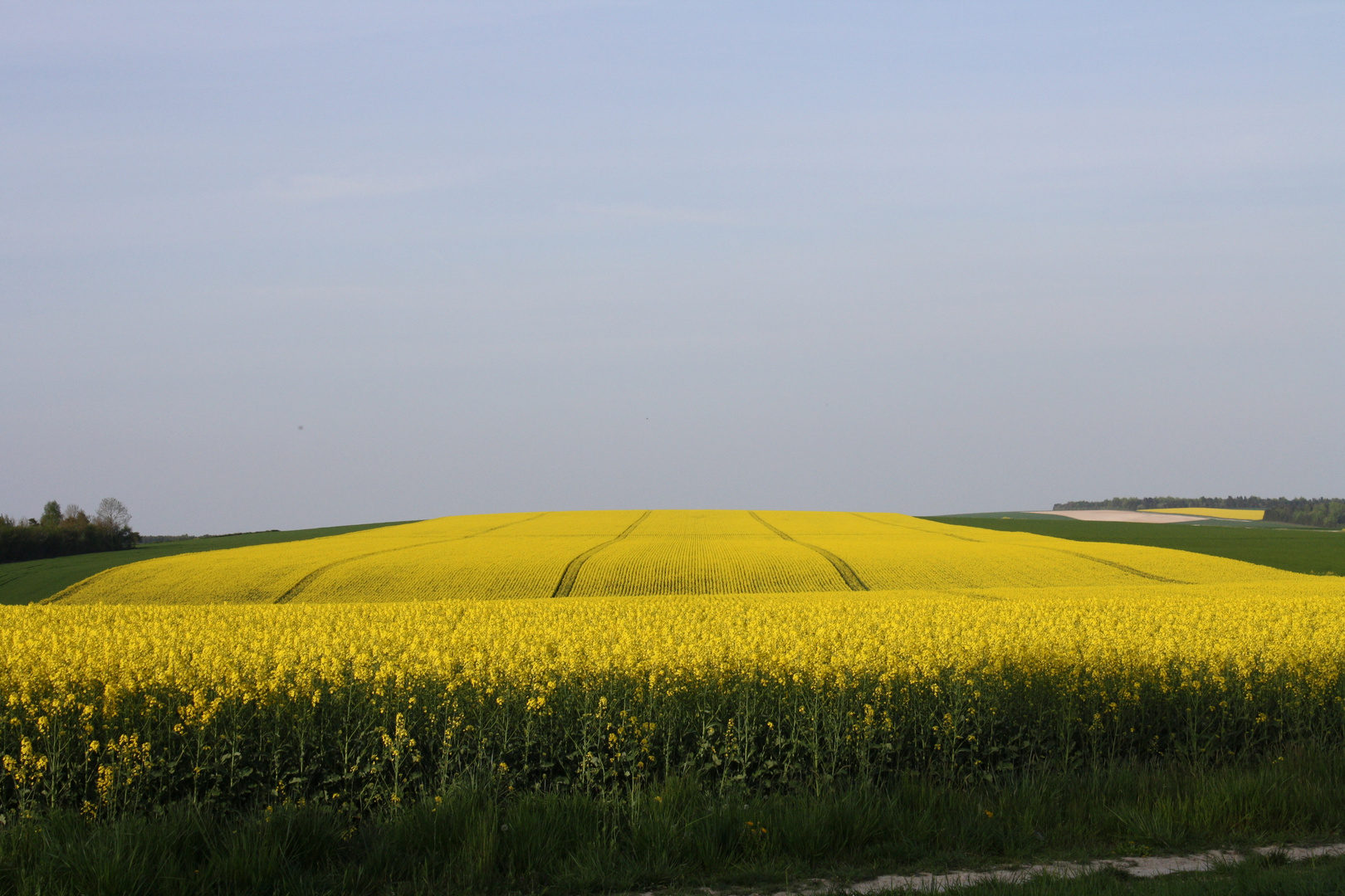 Tapis végétal