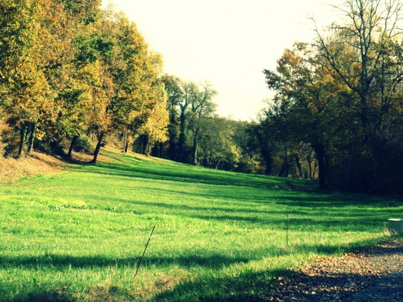 tapis vert!