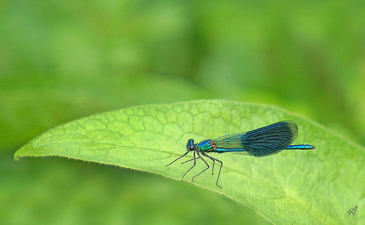 Tapis vert pour ce calopteryx