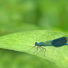 Tapis vert pour ce calopteryx