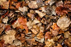 tapiz de otoño