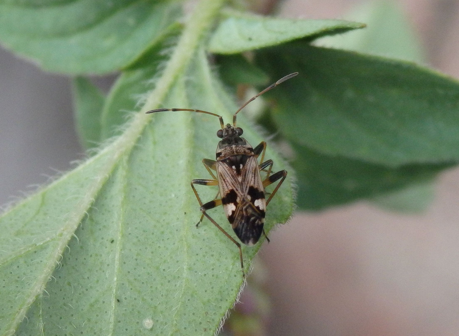 Tappert (Beosus maritimus)