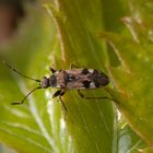 Tappert (Beosus maritimus) - Eine Bodenwanze