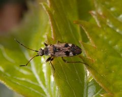 Tappert (Beosus maritimus) - Eine Bodenwanze