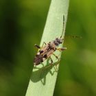 Tappert (Beosus maritimus) im heimischen Garten